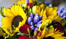 开在记忆里的花朵