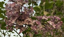 班长王寒冰和淘气包张明