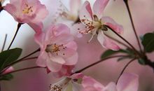 感恩的花开在爱的路上