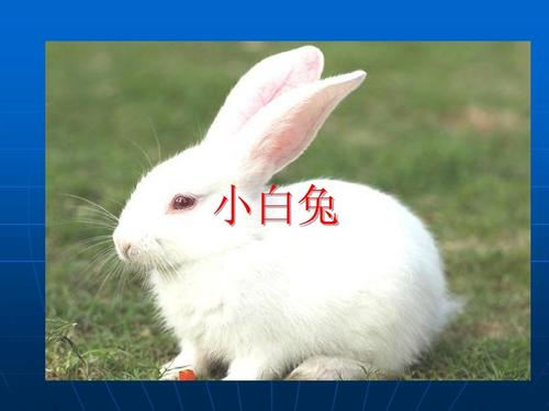 我最喜欢的动物