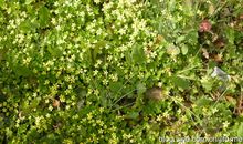 我最喜欢的那一抹绿