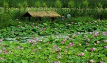 荷花池真美作文300字