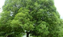 桂花树下的身影