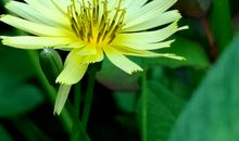 纵使苔花亦芬芳