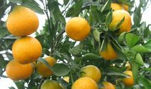 描写桔子