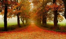 这里拥有唯美的秋天