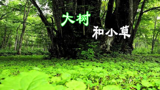 大树和草