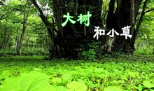 大树与小草