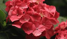 请留下一片芳香