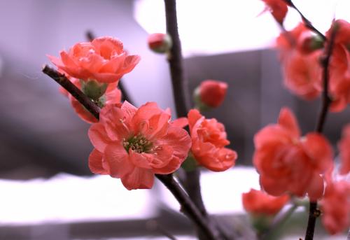 参观花卉市场