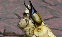 危险的甲虫世界