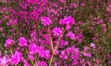 春天向我们走来作文