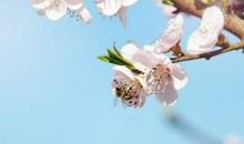 人生最美是淡然