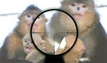 小花猫智斗大黄狗