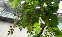 奶奶家的葡萄树