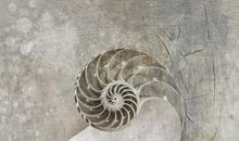 一幅特别的贝壳画