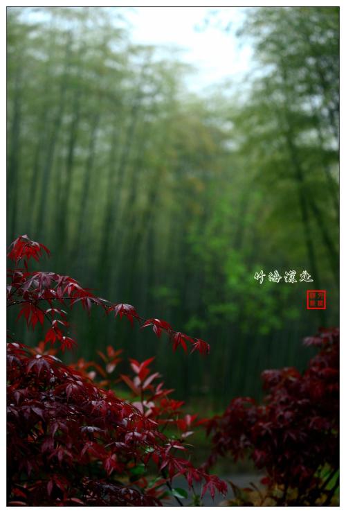 可怕的竹子