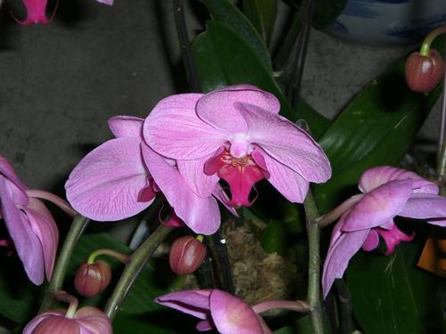 关于参观“除夕鲜花市场”的思考