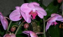 探访“年宵花市”有感