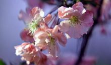 和春天悄然相逢