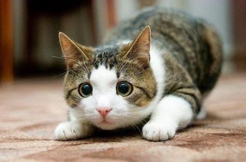 小猫梦