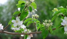 不要因为平凡而忘记散发芬芳