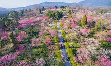 万紫千红总是春