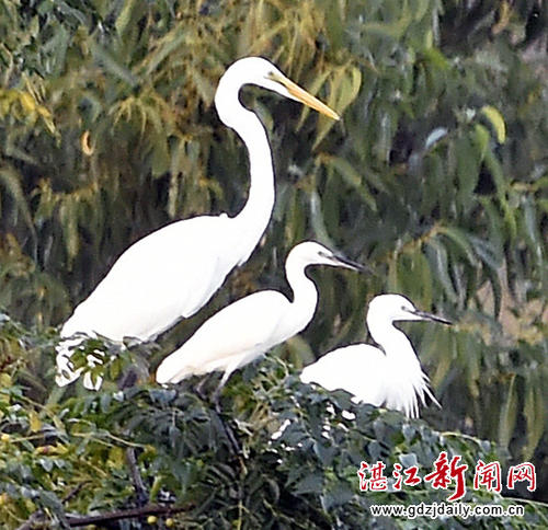 九龙湿地动物乐园