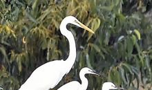 九龙湿地——动物的天堂