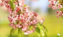 读诗可以聆听心花开放的声音