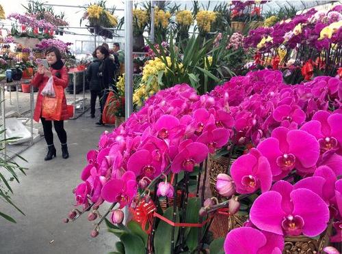 花木市“新年交易会”之旅