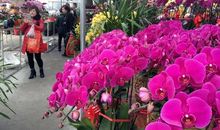 花木城的“年宵花市”之行