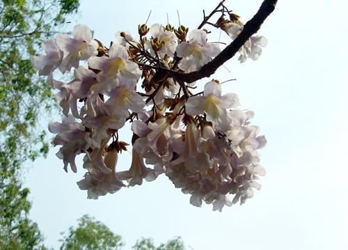 窗外的桐花