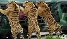 读《北京八达岭老虎伤人事件》有感