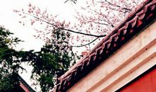 漫步故居思故人，墙内开花墙外香