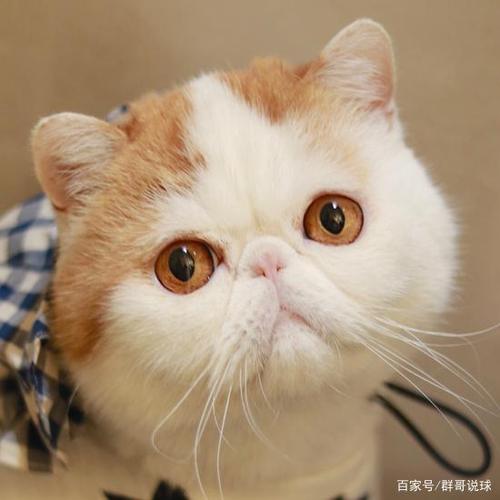 我心爱的猫