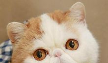 我的心爱之物小猫