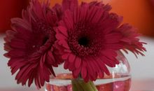 感恩之花，悄然绽放