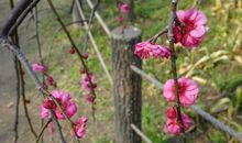 终于栽下那枝梅