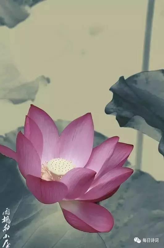 打开莲花伞