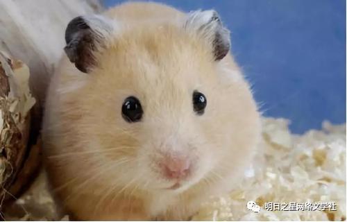 不请自来的客人在教室里
