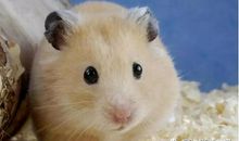 教室里的不速之客