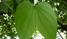 用一片叶培养一株树