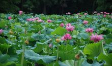 夏天的荷花塘