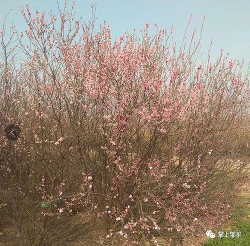 郊游，赏花，摘草莓