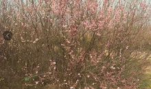 踏青赏花摘草莓