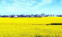 油菜花我的最爱