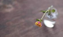 为激昂的人生鼓掌