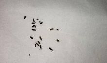 那段木头里有虫