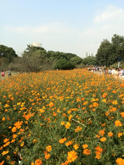 美丽的中伦公园